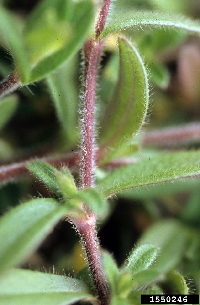 Mouseear chickweed (Cerastum fontanum ssp. vulgare)